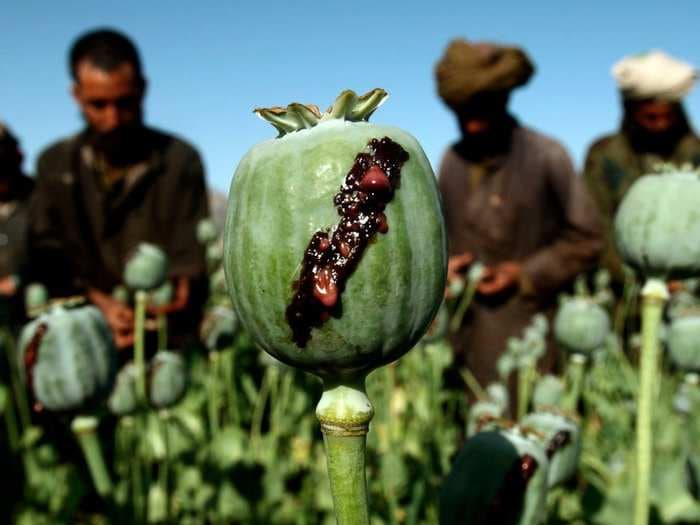 Production has soared in the world's opium capital