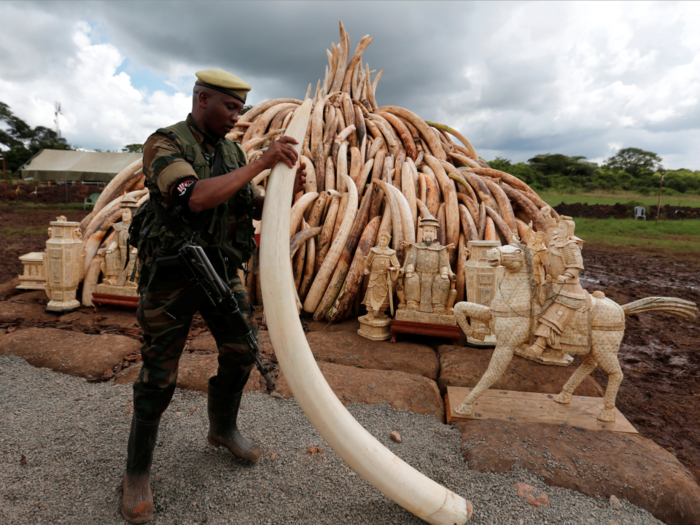 Elephant poaching costs economies $25 million a year - and the threat of extinction makes it much worse