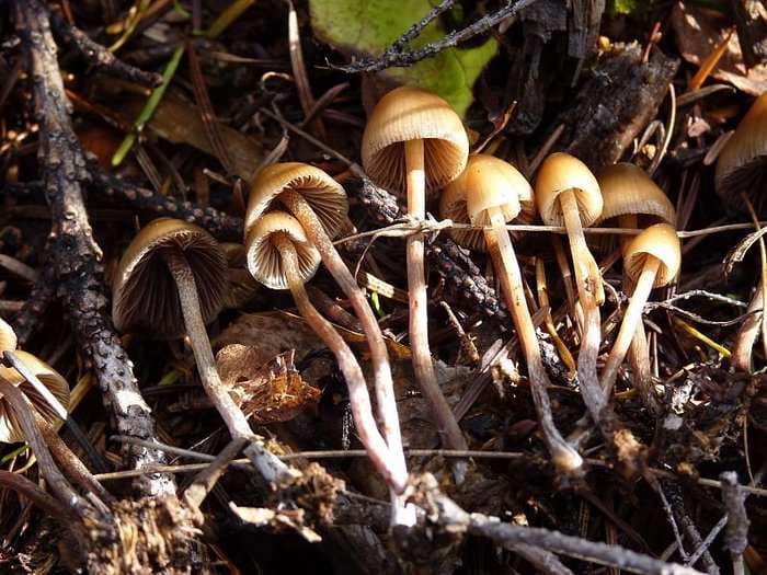 What it's like to take the hallucinogenic psilocybin as medicine