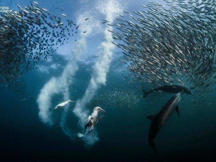 19 stunning winners from National Geographic's Nature Photographer of the Year contest