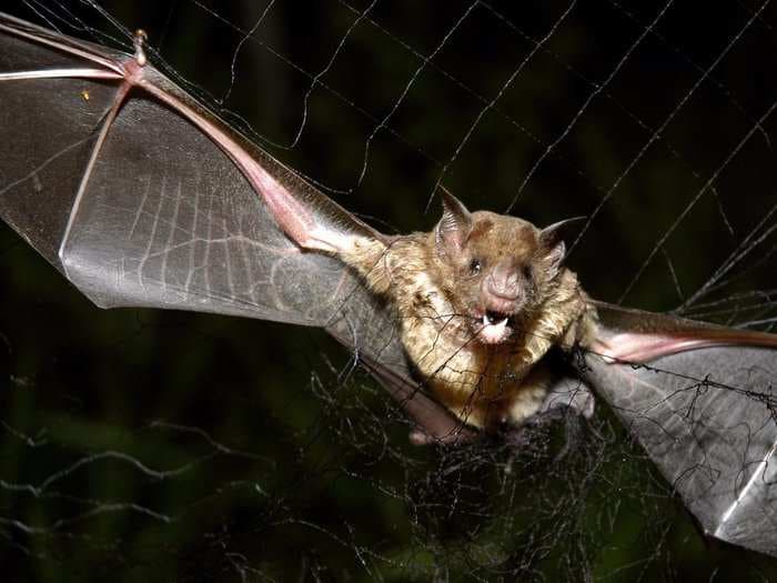 A type of vampire bat has started feeding on humans in Brazil for the first known time