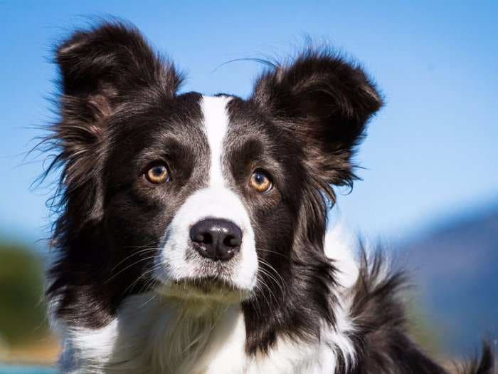 Here are the 'smartest' dog breeds, according to a canine psychologist