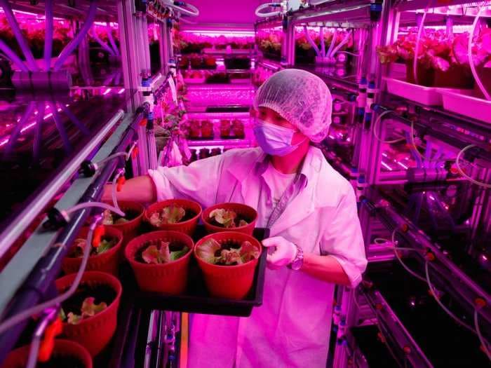 Panasonic's first indoor farm grows over 80 tons of greens per year - take a look inside