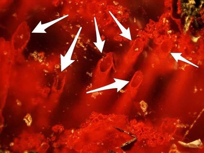 These red tubes might be the oldest evidence of life on Earth - and the implications could be enormous