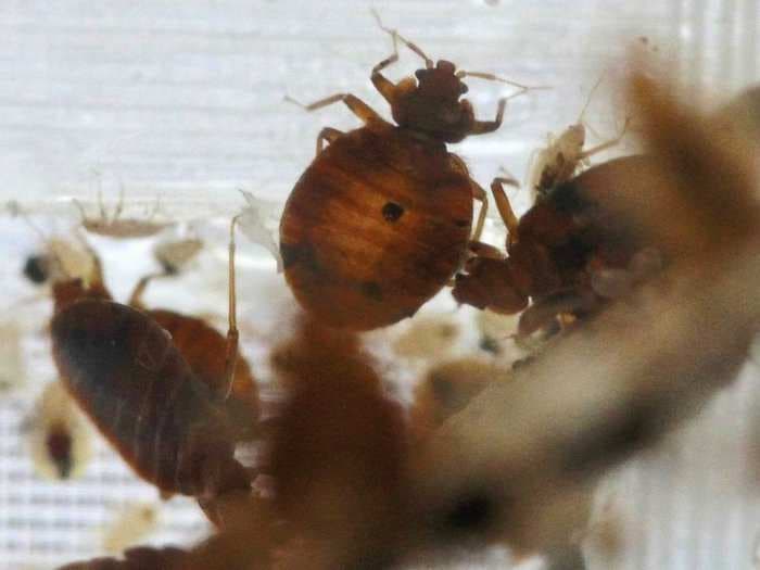 The 200,000-year history of how bedbugs infested our minds and homes