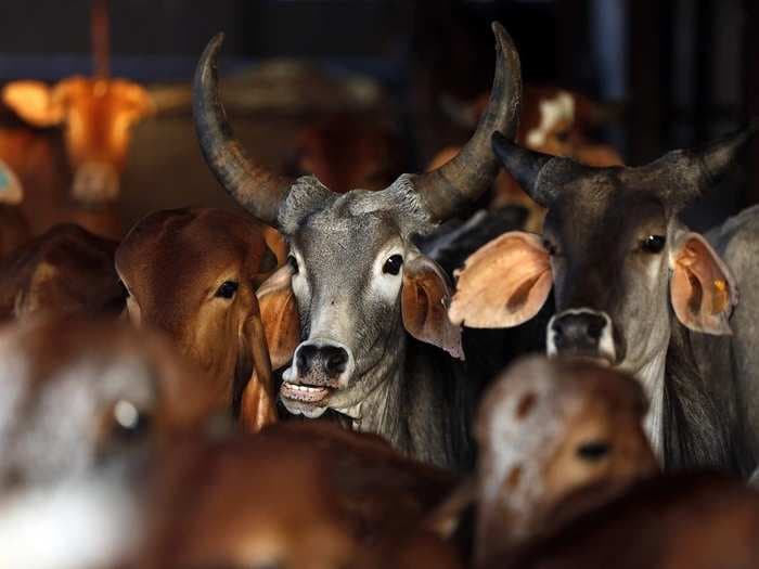 India's $13 billion leather industry is worried sick after cattle slaughter ban