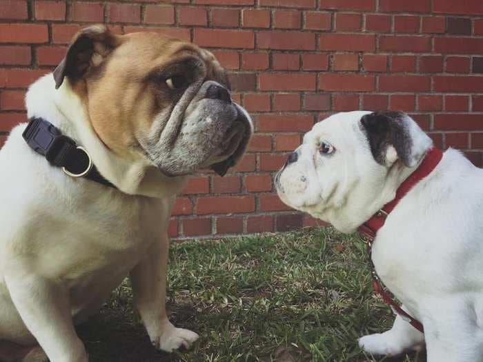 This English bulldog just became the first female mascot for the Marine Corps' boot camp