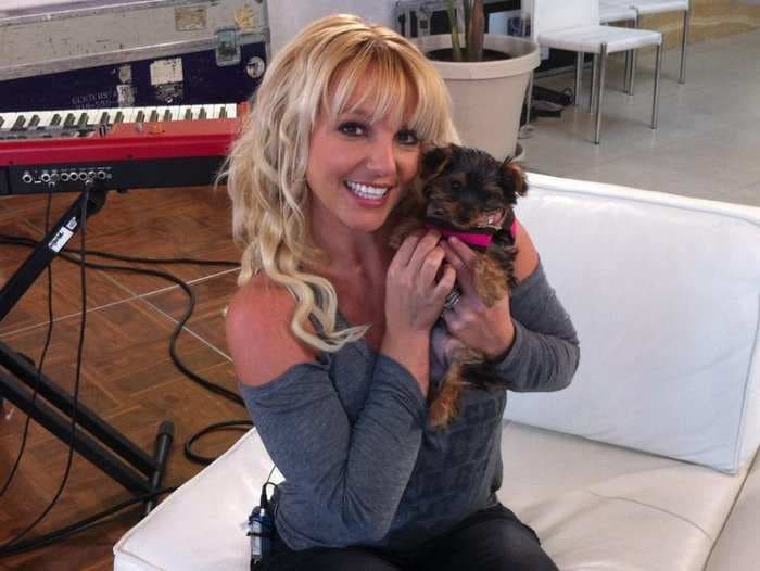 Britney Spears reportedly spent nearly $30,000 on her dogs last year - and she's not the only celeb dropping bank