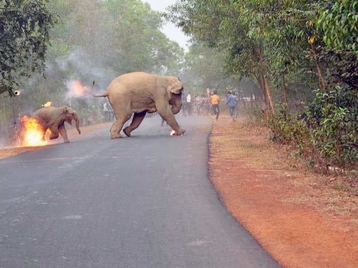 A prize-winning image shows a mob setting an elephant mother and calf on fire