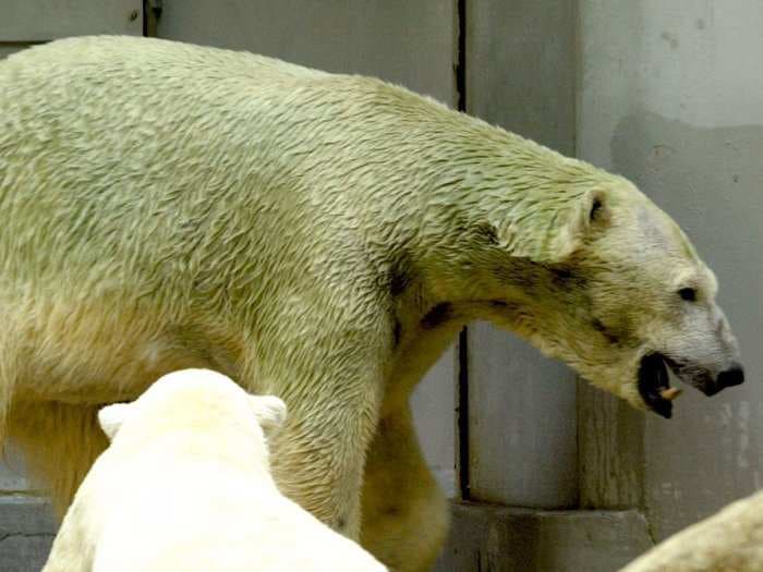 Polar bears aren't actually white, and sometimes they can turn green