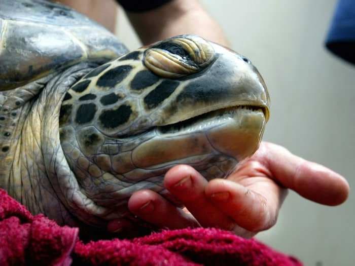 There's something strange happening with endangered green sea turtles in Australia, and scientists have figured out why