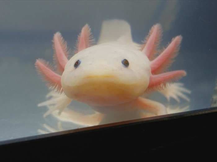 This adorable underwater creature is capable of regenerating body parts - including its brain