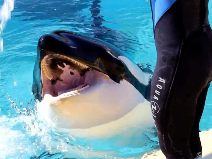 A killer whale learning to speak human words is a 'circus act' to distract from the cruelty of her captivity, say animal rights activists