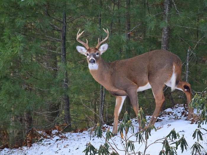 US health authorities are warning that 'zombie deer disease' is spreading - and some fear it could start infecting humans