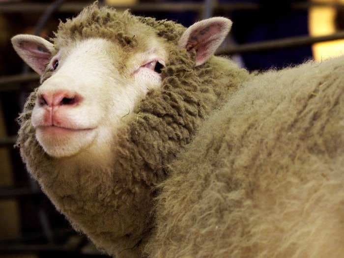 Scientists have taken a step toward creating 'sheeple' by introducing human cells into sheep embryos