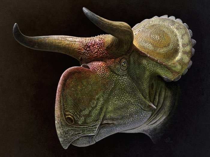 The mystery of dinosaurs' giant horns may finally be solved - and it's about love, not war