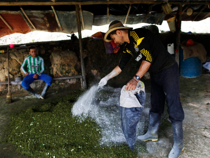 Colombia's cash-strapped government is trying to root out the cocaine trade, but farmers are relying on it as an 'insurance policy'