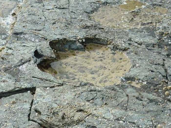 Massive dinosaur footprints found in Scotland could shed light into a little-understood time period