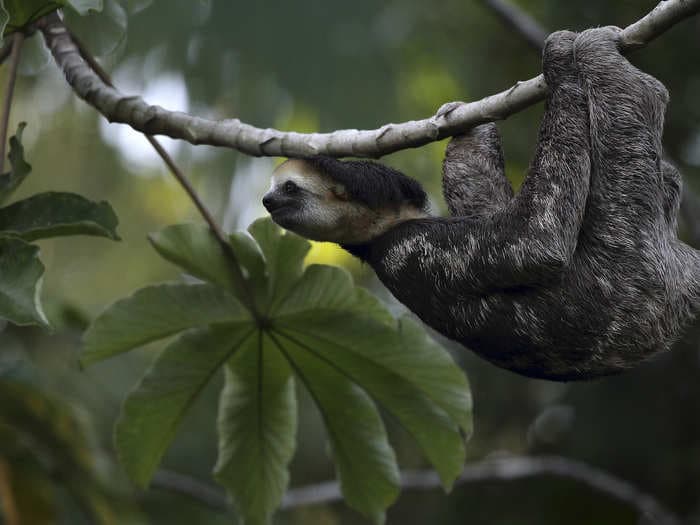 Sloths are some of the slowest animals in the world - here's why
