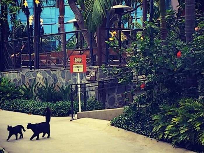 Disneyland is home to hundreds of feral cats who have free rein in the park - and you can adopt one