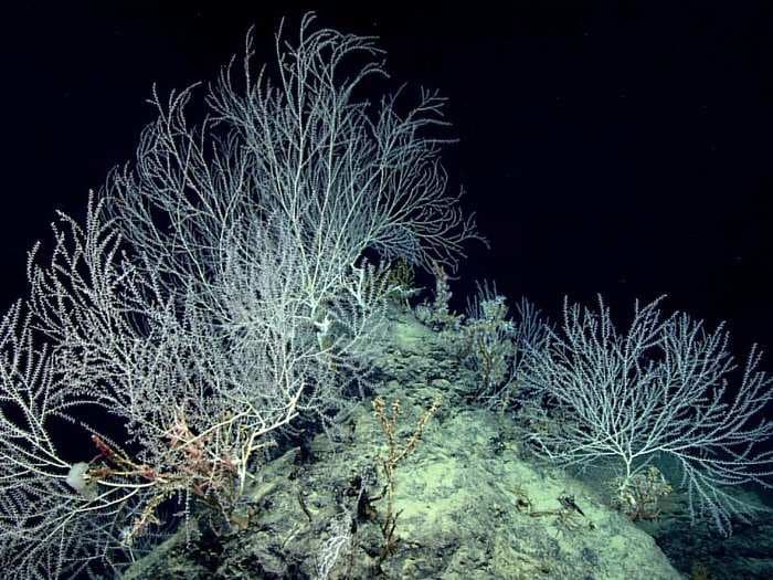 Scientists found this stunning 'secret garden' of corals thousands of feet below the sea