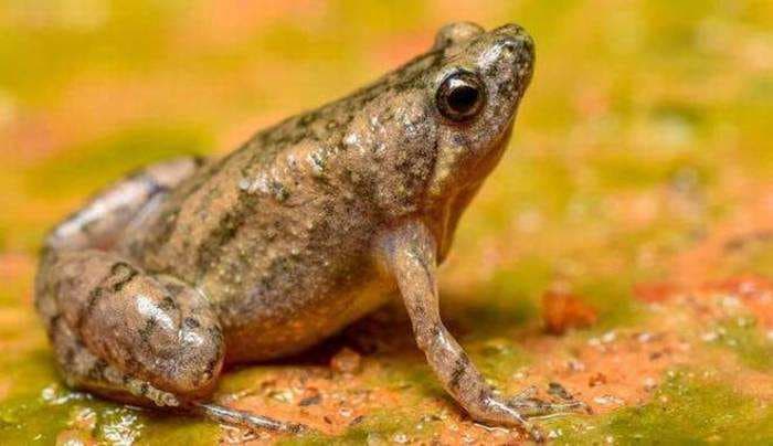 India’s newest frog species may have been introduced from Southeast Asia