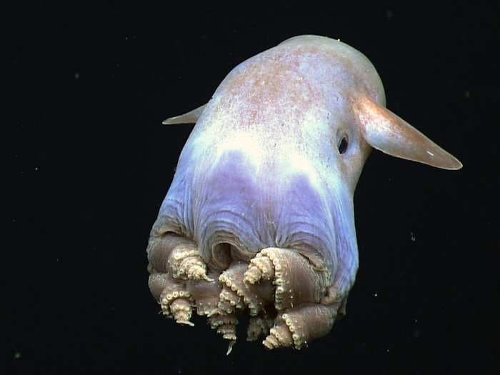 Octopuses are officially the weirdest animals on Earth