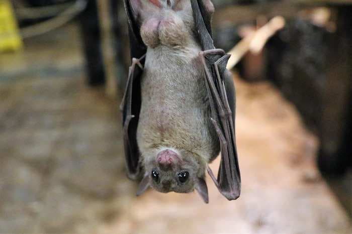 A rare virus carried by fruit bats may have just started to spread in India