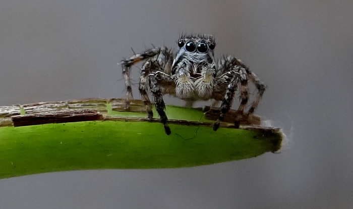 This 26-year-old has a strange passion for a creepy-crawly and has seven discoveries to his name