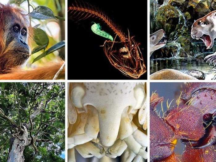 Scientists just discovered these 10 bizarre and beautiful animal species that show what it takes to survive on Earth against the odds