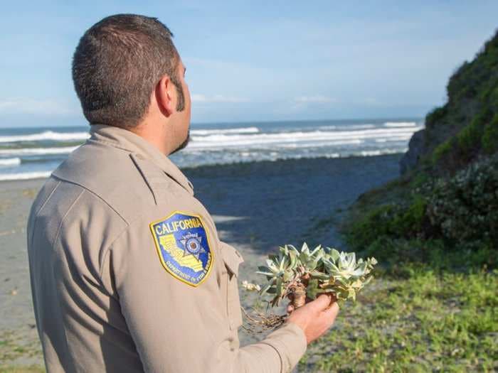 People are poaching succulents in Northern California to sell to housewives in Korea and China for $50 a pop