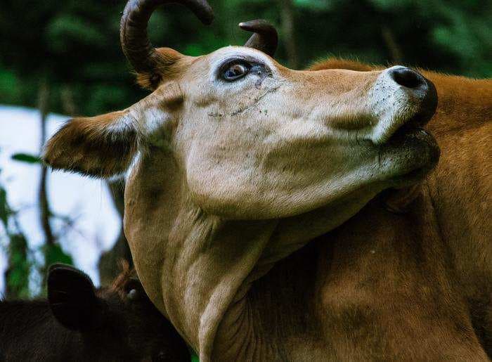 You can now go for ‘cow safaris’ in India, and ‘bull safaris’ are next