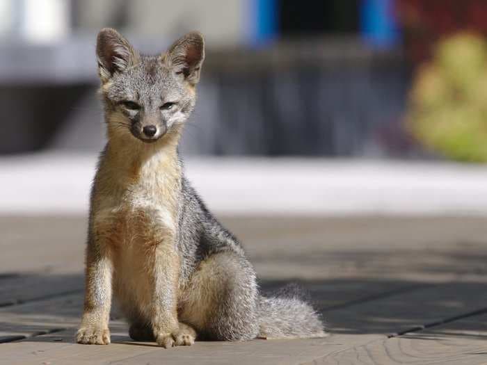 Facebook employees are obsessed with the foxes that hang out on their office roof