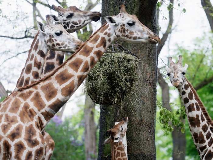 Americans are paying hundreds of dollars at a time for bible covers, boots, and pillows made from giraffes