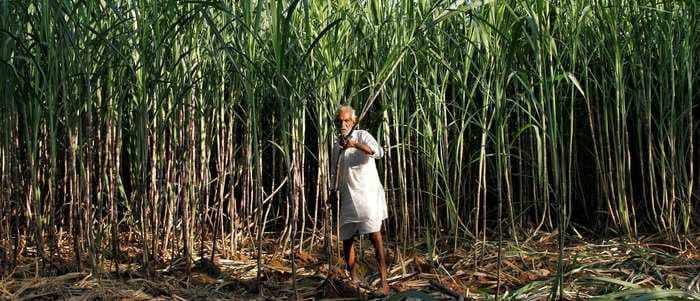 India could soon become the world’s largest sugar producer but here’s why that’s a problem