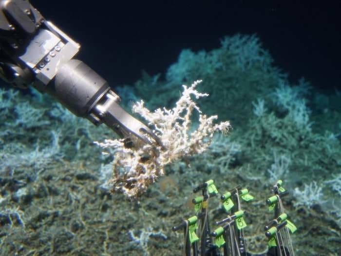 Scientists discovered 85 miles of deep-sea coral reef hidden off the US East Coast - here's what it looks like