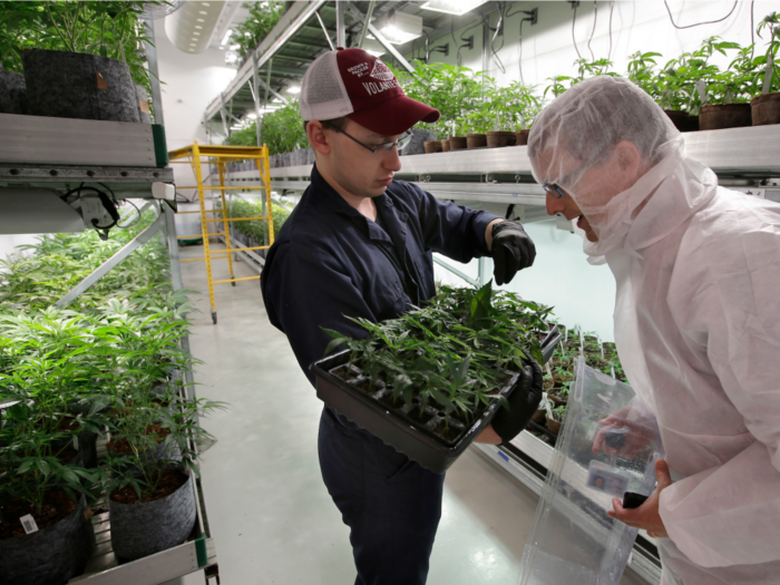 One of the hottest companies in the booming cannabis sector is on a hiring spree - and it shows how the industry is racing to scale up