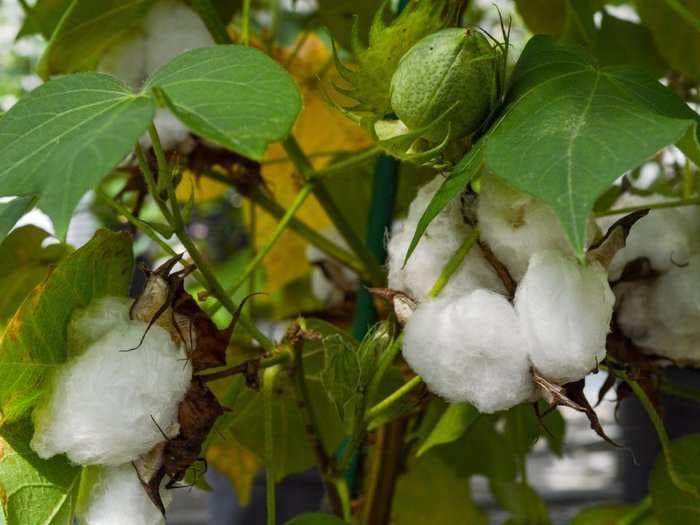 A new kind of edible cotton could soon feed millions of people - if they'll eat it