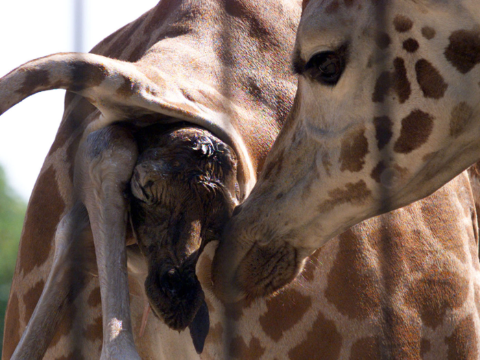 10 of the strangest ways animals give birth