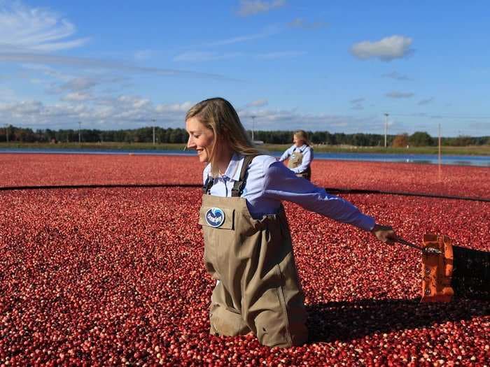 How Ocean Spray harvests 220 billion cranberries a year