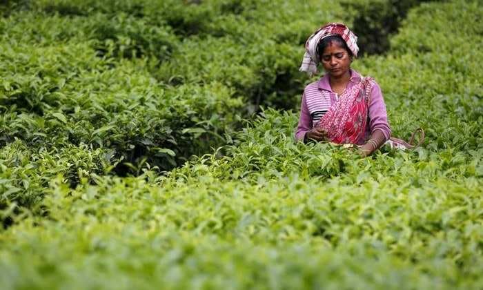 India might revive tea exports to Iraq as sanctions on trade with Iran loom