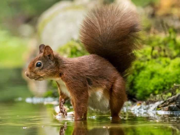 10 cute animals you didn't know were cannibalistic