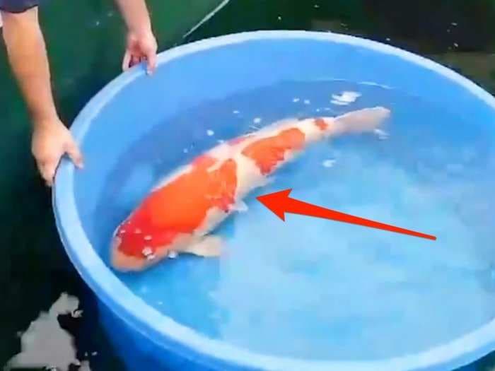 This fish sold for $1.8 million - here's why some koi fish are so expensive