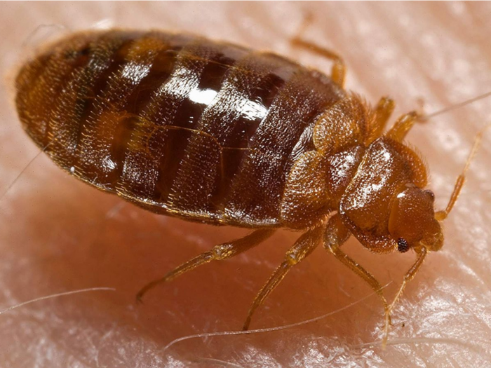 Bed bug infestations are only getting worse - here's why they're so hard to kill