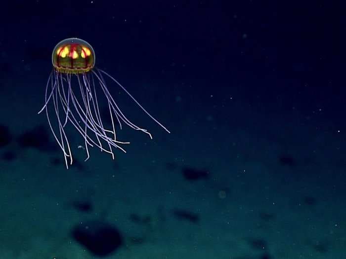 Tiny plastic particles are polluting the deepest point in the ocean