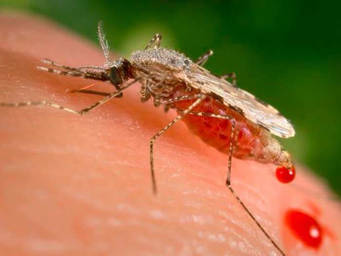 Mosquito-borne diseases kill millions of people each year. A team of scientists think genetic manipulation could wipe out the worst of them.