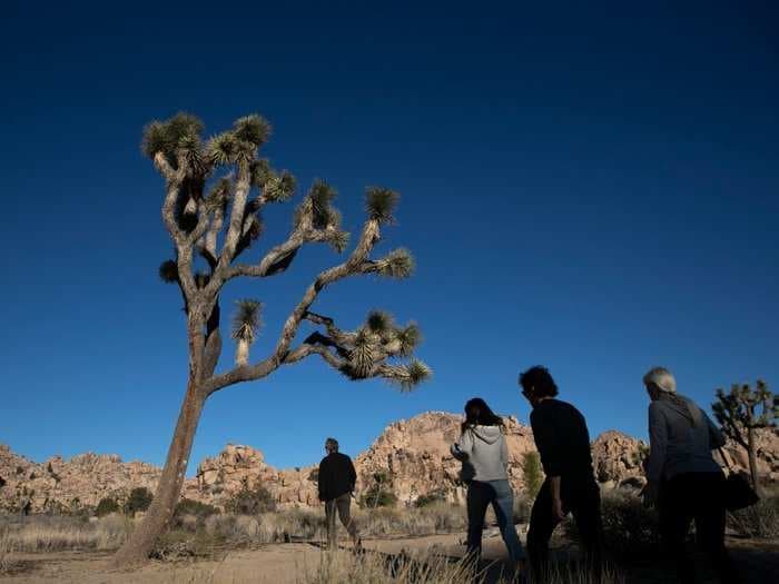 It could take 300 years for Joshua Tree National Park to recover from the government shutdown