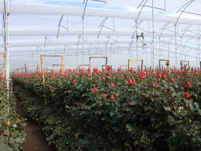 Here's what it takes to pick, pack, and ship 150 million Valentine's Day roses from Colombia to your local florist