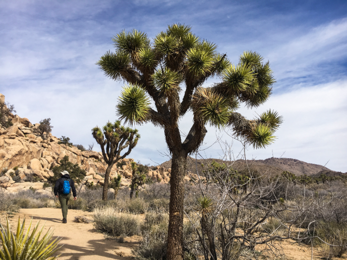 I went to Joshua Tree after the government shutdown. Even though it looked picture-perfect, it could actually take the park 300 years to recover from the damage.