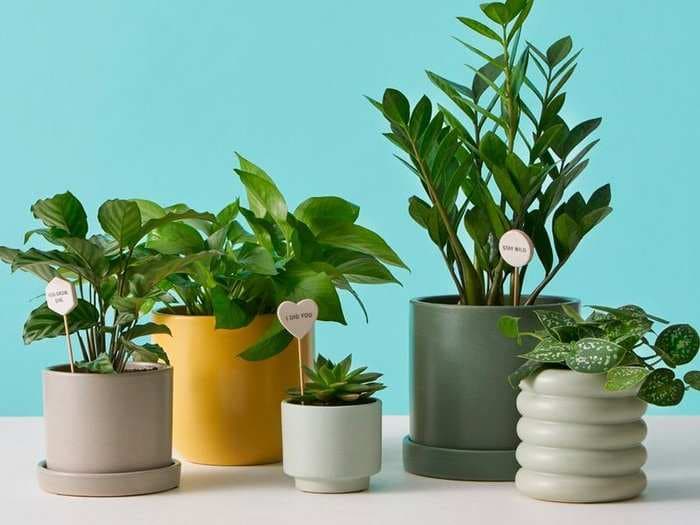 Plant delivery startup The Sill makes it easy to learn about which plants are right for your home - here's how it works